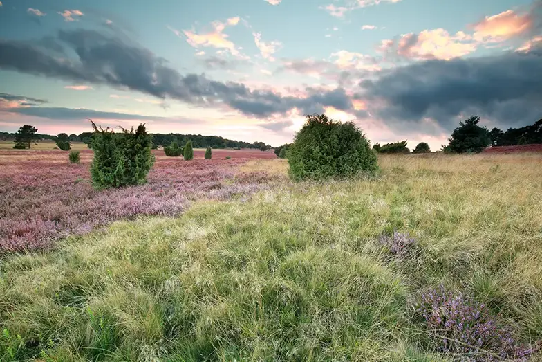 Lüneburger Heide, Niedersachsen